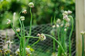 Attēlu rezultāti vaicājumam “Allium sativum bud”