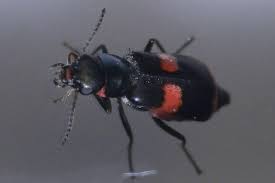 Attēlu rezultāti vaicājumam “Anthocomus fasciatus”