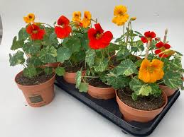 Image result for Tropaeolum majus