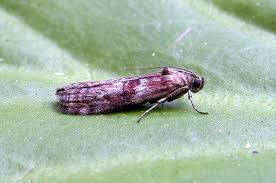 Attēlu rezultāti vaicājumam “Phycita roborella”