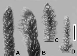 Attēlu rezultāti vaicājumam “Hypnum cupressiforme var. lacunosum”