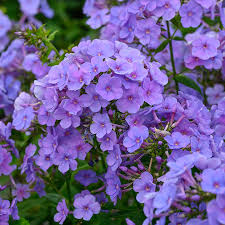 Image result for Phlox paniculata `Sweet Summer`