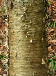 Attēlu rezultāti vaicājumam “Betula alleghaniensis”