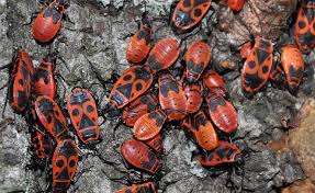 Attēlu rezultāti vaicājumam “Pyrrhocoris apterus nymph”