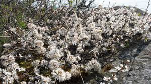 Attēlu rezultāti vaicājumam “Prunus spinosa”