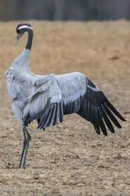 Attēlu rezultāti vaicājumam “Grus grus”