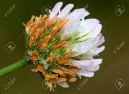 Attēlu rezultāti vaicājumam “Trifolium fragiferum leaf”