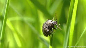 Attēlu rezultāti vaicājumam “Agrypnus murinus”