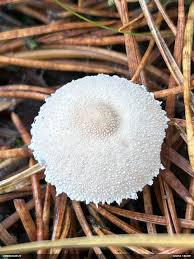 Attēlu rezultāti vaicājumam “Diderma umbilicatum macro”