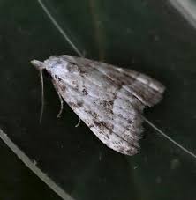 Attēlu rezultāti vaicājumam “Nola aerugula”