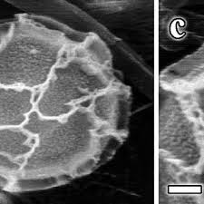 Attēlu rezultāti vaicājumam “Physarum bivalve spores”