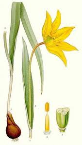 Attēlu rezultāti vaicājumam “Tulipa sylvestris bud”
