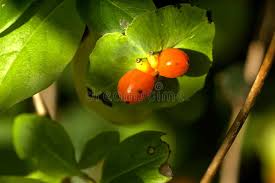 Attēlu rezultāti vaicājumam “Lonicera caprifolium fruit”