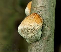 Attēlu rezultāti vaicājumam “Dichomitus campestris”