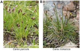 Attēlu rezultāti vaicājumam “Carex globularis”