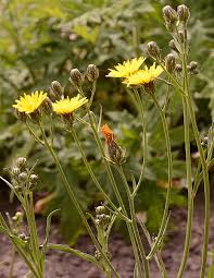 Attēlu rezultāti vaicājumam “Crepis biennis leaf”