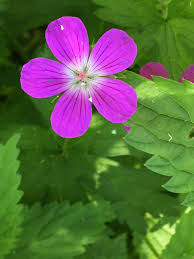 Attēlu rezultāti vaicājumam “Geranium palustre”
