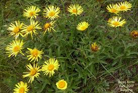 Image result for Inula hirta