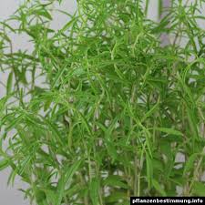 Image result for Bohnenkraut