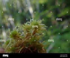 Attēlu rezultāti vaicājumam “Sphagnum teres”