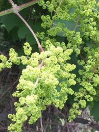 Attēlu rezultāti vaicājumam “Vitaceae”