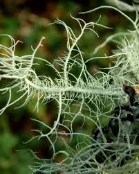 Attēlu rezultāti vaicājumam “Usnea filipendula”