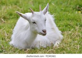 Attēlu rezultāti vaicājumam “Capra juvenile”