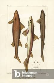 Image result for Hexanchus griseus