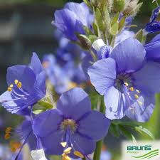 Attēlu rezultāti vaicājumam “Polemonium caeruleum”