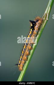 Attēlu rezultāti vaicājumam “Euthrix potatoria larva”