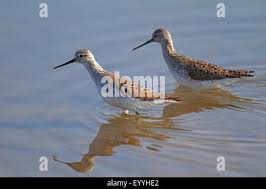 Attēlu rezultāti vaicājumam “Tringa stagnatilis adult”