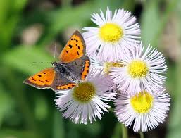 Attēlu rezultāti vaicājumam “Lycaena phlaeas male”