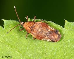 Attēlu rezultāti vaicājumam “Physatocheila smreczynskii”