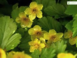 Attēlu rezultāti vaicājumam “Waldsteinia geoides flower”