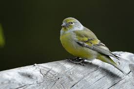 Image result for Carduelis citrinella
