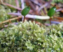 Attēlu rezultāti vaicājumam “Buxbaumia viridis sporophyte”