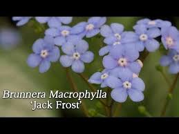 Image result for Brunnera `Jack Frost`