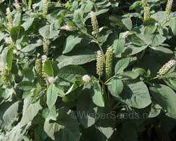 Attēlu rezultāti vaicājumam “Phytolacca acinosa flower”