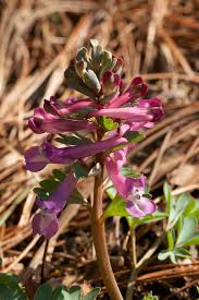 Attēlu rezultāti vaicājumam “Corydalis solida flower”