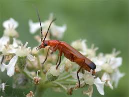 Attēlu rezultāti vaicājumam “Rhagonycha fulva”