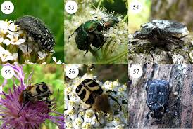 Attēlu rezultāti vaicājumam “Hoplia parvula imago”