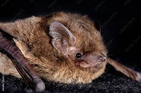Attēlu rezultāti vaicājumam “Pipistrellus nathusii”