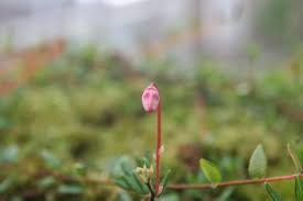 Attēlu rezultāti vaicājumam “Oxycoccus palustris”