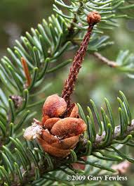 Attēlu rezultāti vaicājumam “Abies balsamea”