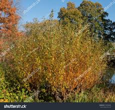 Attēlu rezultāti vaicājumam “Salix alba var. vitellina”