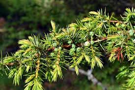 Attēlu rezultāti vaicājumam “Juniperus communis leaf”