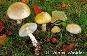 Attēlu rezultāti vaicājumam “Amanita phalloides”
