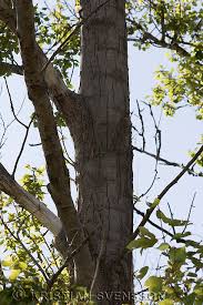 Attēlu rezultāti vaicājumam “Populus x berolinensis”