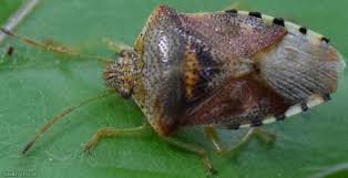 Attēlu rezultāti vaicājumam “Elasmucha grisea”