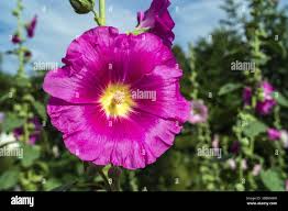 Image result for Stockrose